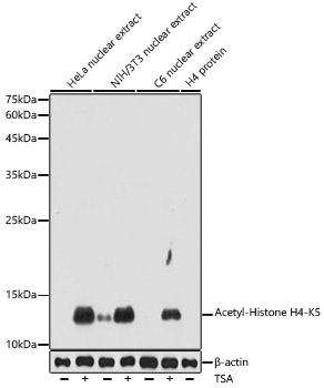 Acetyl-Histone H4-K5 Polyclonal Antibody&nbsp;<img src="images/icon_newarrival.gif" alt="new" border="0">