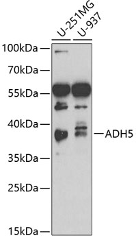 ADH5/GSNOR Polyclonal Antibody&nbsp;<img src="images/icon_newarrival.gif" alt="new" border="0">