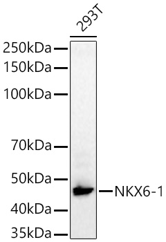 NKX6-1 Polyclonal Antibody