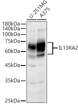 IL13RA2 Polyclonal Antibody
