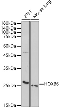 HOXB6 Polyclonal Antibody