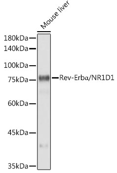Rev-Erba/NR1D1 Monoclonal Antibody [9I2H1]