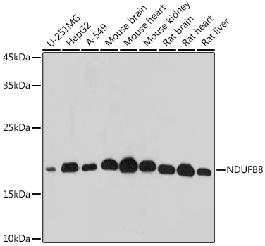NDUFB8 Polyclonal Antibody