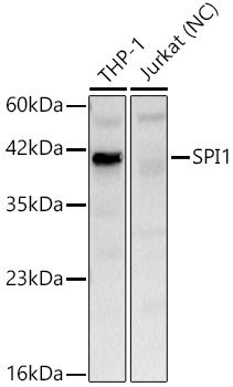 SPI1 Polyclonal Antibody