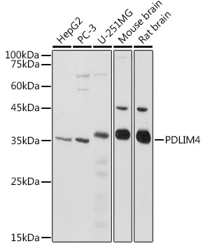 PDLIM4 Polyclonal Antibody