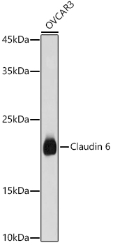 Claudin 6 Polyclonal Antibody