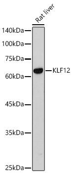 KLF12 Polyclonal Antibody
