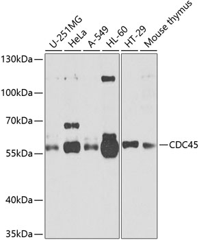 CDC45 Polyclonal Antibody