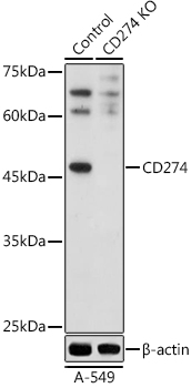 CD274 Polyclonal Antibody