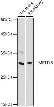 METTL8 Polyclonal Antibody