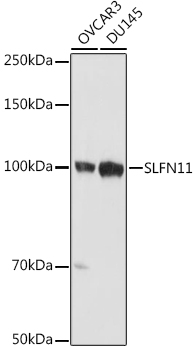 SLFN11 Polyclonal Antibody