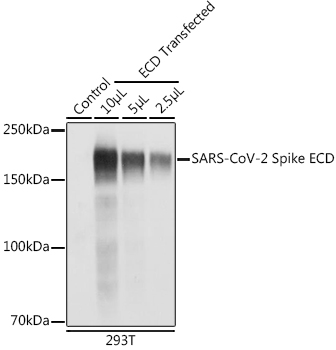 SARS-CoV-2 Spike ECD Polyclonal Antibody