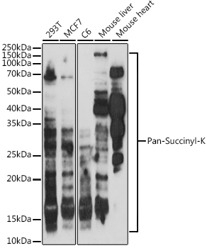 Pan-Succinyl-K Polyclonal Antibody