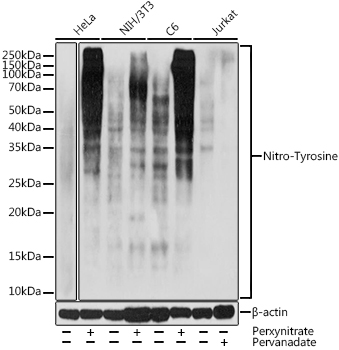 Nitro-Tyrosine Polyclonal Antibody