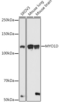 MYO1D Polyclonal Antibody