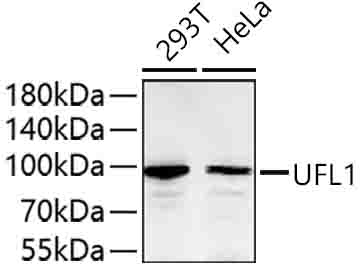 UFL1 Polyclonal Antibody