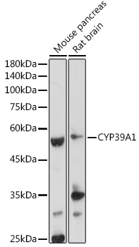 CYP39A1 Polyclonal Antibody