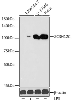 ZC3H12C Polyclonal Antibody