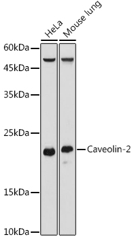 Caveolin-2 Polyclonal Antibody
