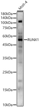 RUNX1 Polyclonal Antibody
