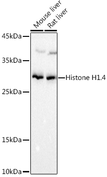 Histone H1.4 Polyclonal Antibody