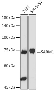 SARM1 Polyclonal Antibody