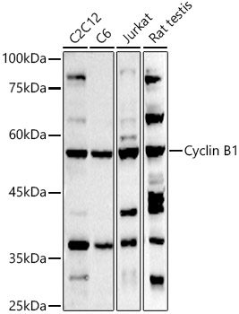 Cyclin B1 Polyclonal Antibody