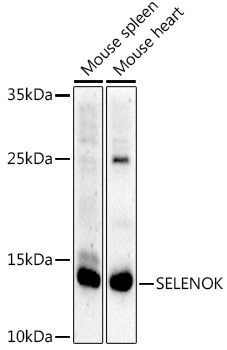 SELENOK Polyclonal Antibody