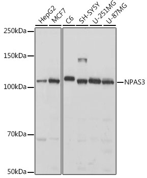NPAS3 Polyclonal Antibody