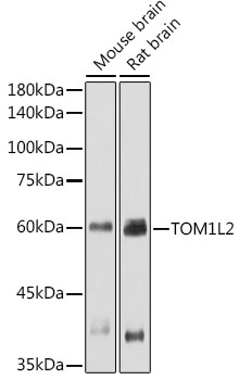 TOM1L2 Polyclonal Antibody