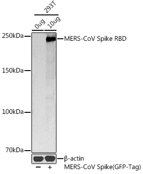 MERS-CoV Spike RBD Polyclonal Antibody
