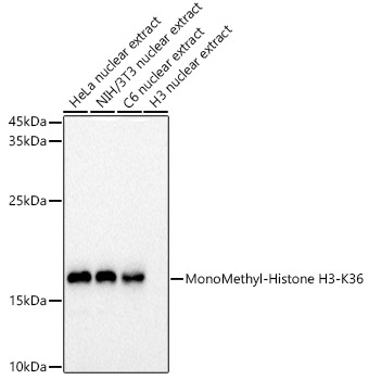 MonoMethyl-Histone H3-K36 Polyclonal Antibody