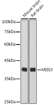 MEIS3 Polyclonal Antibody