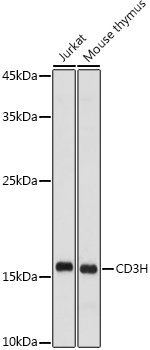 CD3H Polyclonal Antibody