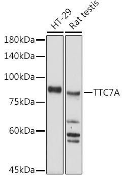 TTC7A Polyclonal Antibody