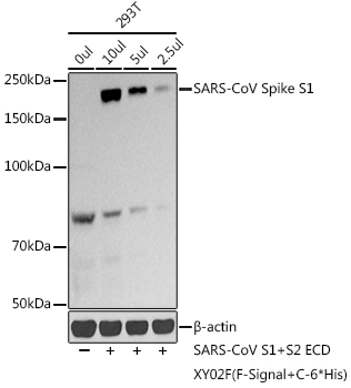 SARS-CoV-2 Spike S1 Polyclonal Antibody