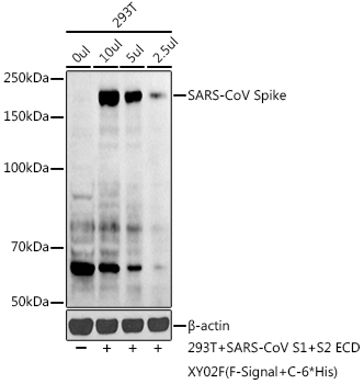 SARS-CoV Spike Polyclonal Antibody