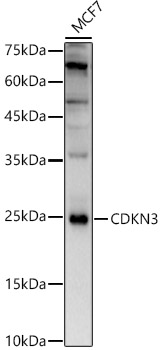 CDKN3 Polyclonal Antibody