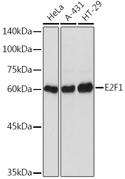 E2F1 Polyclonal Antibody