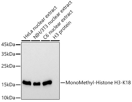 MonoMethyl-Histone H3-K18 Monoclonal Antibody [5Q8V4]