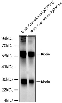 Biotin Monoclonal Antibody [7H10R8]