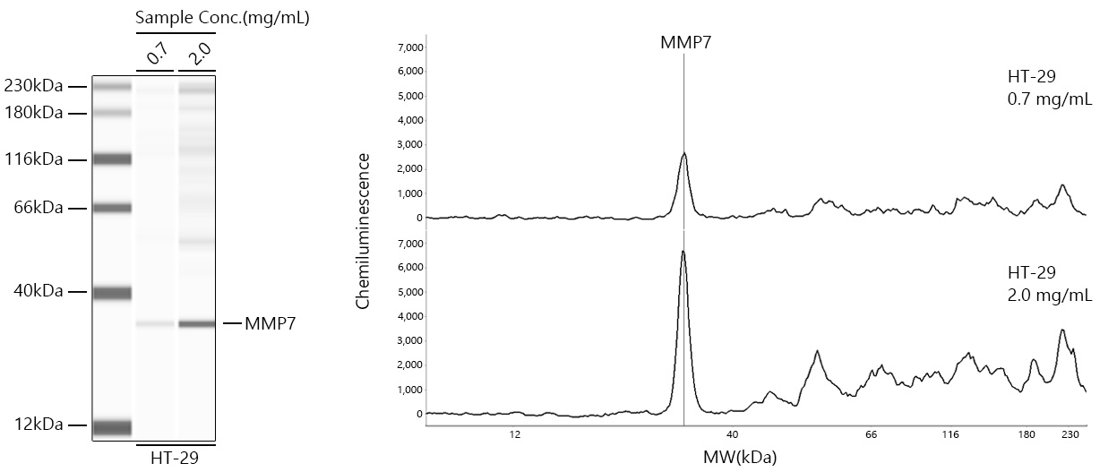 MMP7 Monoclonal Antibody [8T4R8]