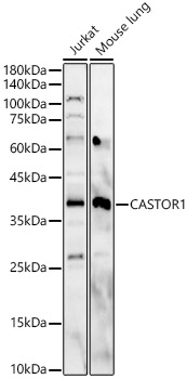 CASTOR1 Polyclonal Antibody
