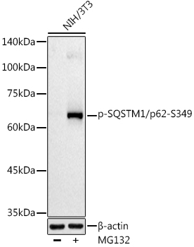 Phospho-SQSTM1/p62-S349 Polyclonal Antibody