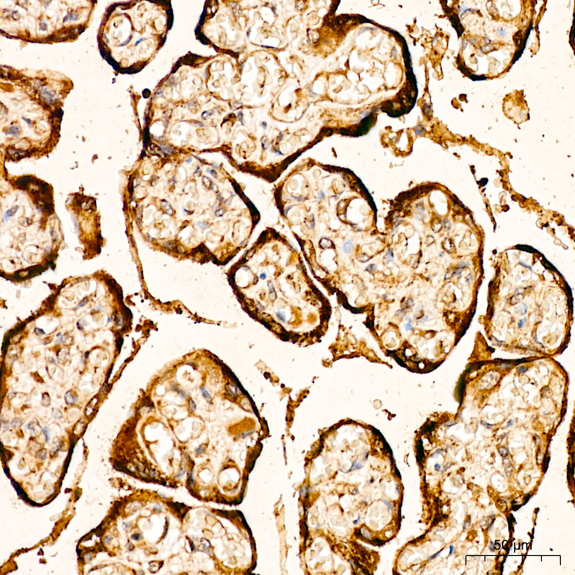 FGFR2 Polyclonal Antibody