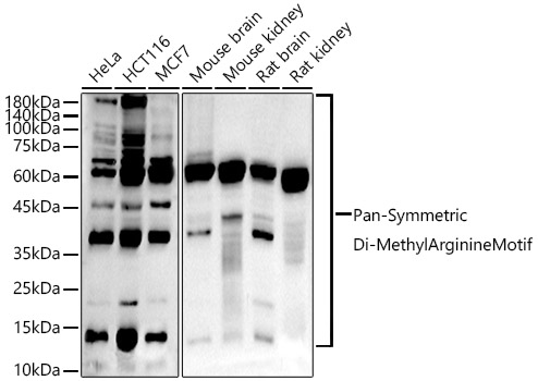 Pan-Symmetric Di-Methyl Arginine Motif Monoclonal Antibody [5I1F7]