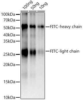 FITC/5-FAM/6-FAM Monoclonal Antibody [6R1B5]