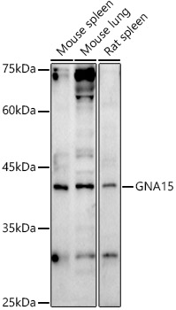 GNA15 Polyclonal Antibody