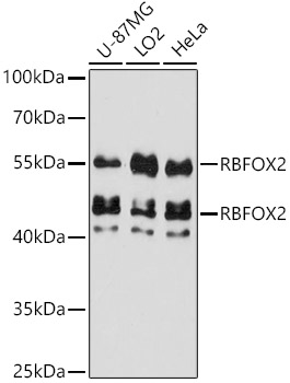 RBFOX2 Polyclonal Antibody