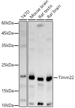Timm22 Polyclonal Antibody